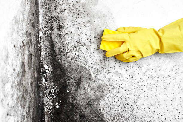 Best Bathroom Mold Remediation in Volo, IL