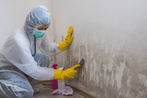 Best Emergency Mold Remediation in Volo, IL