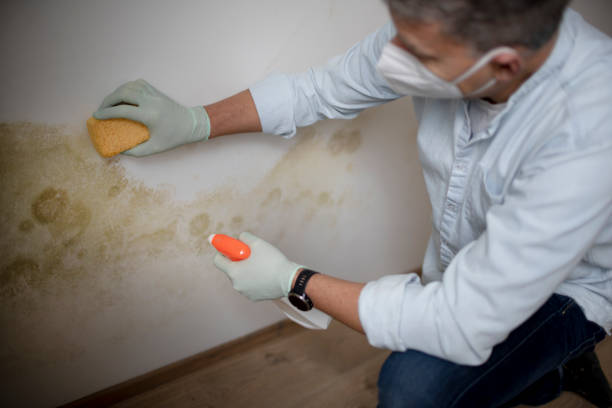 Best Kitchen Mold Remediation in Volo, IL