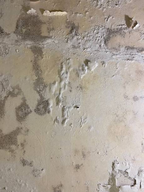 Best Mold Remediation for Schools in Volo, IL