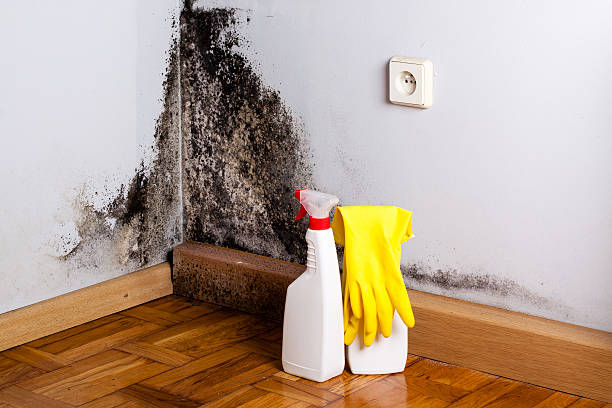 Best Residential Mold Remediation in Volo, IL